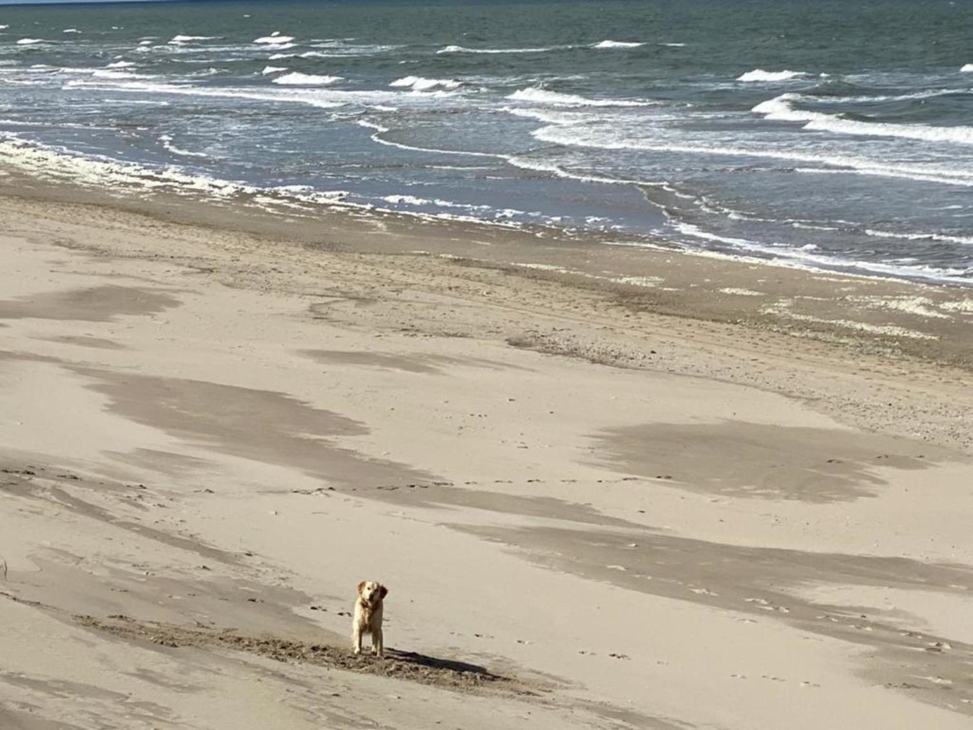 Natur Pur, O4 Neues Ferienhaus Natureingebunden, Familien- Und Hundefreundlich Eingezaeunt Callantsoog Exteriér fotografie